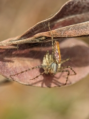 Peucetia rubrolineata