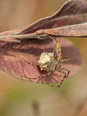 Peucetia rubrolineata