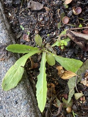 Lactuca virosa