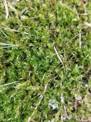 Eurhynchium striatum