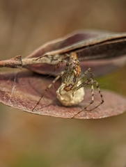 Peucetia rubrolineata