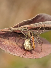 Peucetia rubrolineata