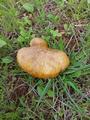 Suillus collinitus