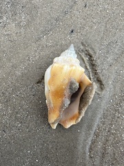 Strombus alatus