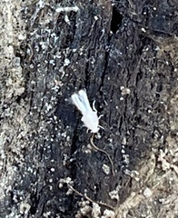 Argyresthia subreticulata