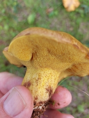 Suillus collinitus
