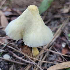 Leucocoprinus