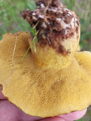 Suillus collinitus
