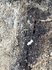 Argyresthia subreticulata