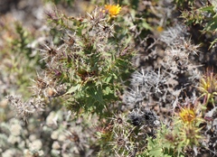 Berkheya cruciata