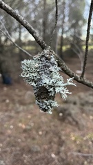 Evernia prunastri