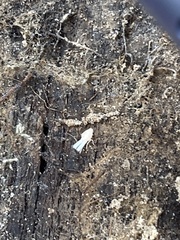 Argyresthia subreticulata