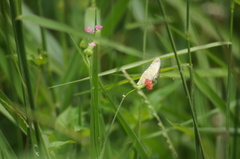 Ascia monuste orseis