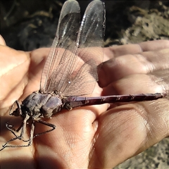 Orthemis ferruginea