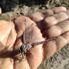 Orthemis ferruginea