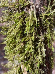 Pseudanomodon attenuatus