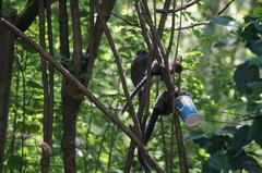 Callithrix penicillata