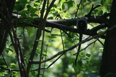 Callithrix penicillata