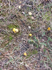 Hygrocybe acutoconica