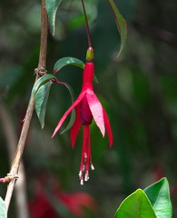 Fuchsia regia