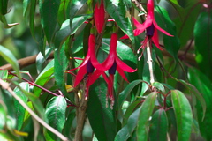 Fuchsia regia
