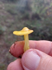 Hygrocybe acutoconica