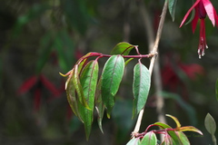 Fuchsia regia