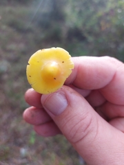Hygrocybe acutoconica
