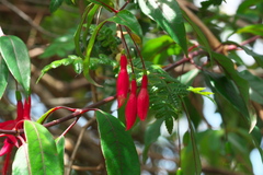Fuchsia regia