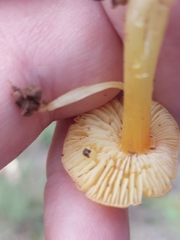 Hygrocybe acutoconica