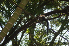 Callithrix penicillata