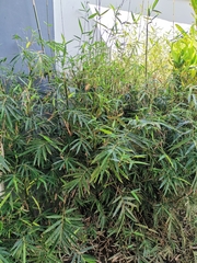 Fargesia dracocephala