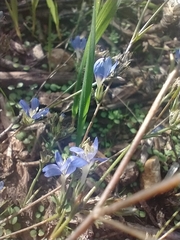 Eriastrum sapphirinum