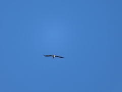 Chroicocephalus ridibundus