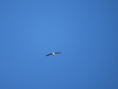 Chroicocephalus ridibundus