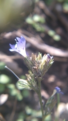 Eriastrum sapphirinum