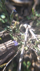 Eriastrum sapphirinum