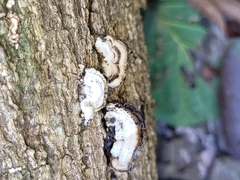 Auricularia nigricans