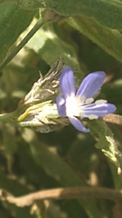 Eriastrum sapphirinum