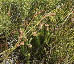 Phylica nigromontana