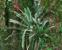 Aechmea distichantha