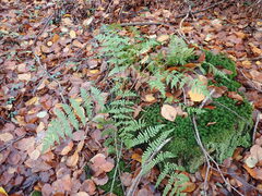 Dryopteris carthusiana