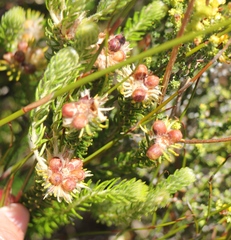 Phylica nigromontana
