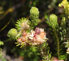 Phylica nigromontana