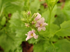 Pitraea cuneato-ovata