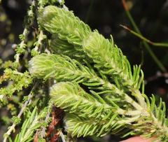 Phylica nigromontana
