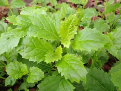 Pitraea cuneato-ovata