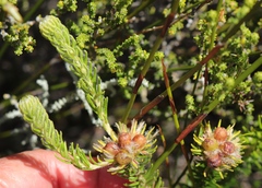 Phylica nigromontana