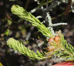 Phylica nigromontana