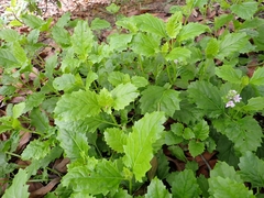 Pitraea cuneato-ovata